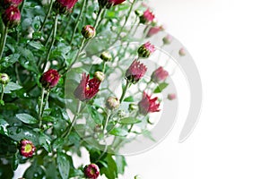 Small dark red chrysanthemum buds on white background in mild light