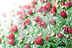 Small dark red chrysanthemum buds on white background in mild light