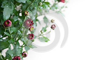 Small dark red chrysanthemum buds on white background in mild light