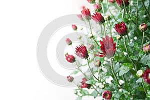 Small dark red chrysanthemum buds on white background in mild light