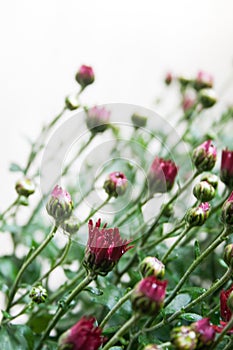 Small dark red chrysanthemum buds on white background in mild light