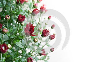 Small dark red chrysanthemum buds on white background in mild light