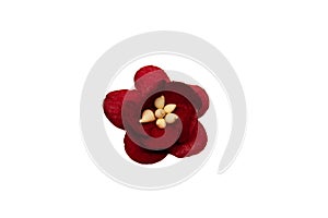 Small dark red paper flower for scrapbooking isolated on white background