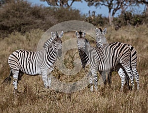 A small dazzle of zebras look at the photographer
