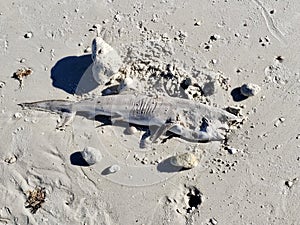 Small dead shark washed up on beach