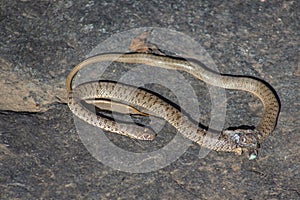 A small dead snake Coluber caspius on a stone.