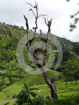 A small dead tree covered in moss and red bromelias that is standing in front of a green valley photo