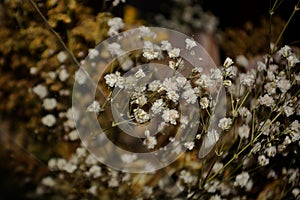 Pequeno muerte blanco flores sobre el un piso rosas 