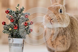 Small decorated Christmas tree with adorable Rufus Rabbit making cute facial expressions, selective focus