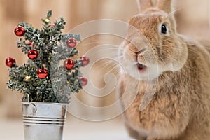 Small decorated Christmas tree with adorable Rufus Rabbit making cute facial expressions, selective focus