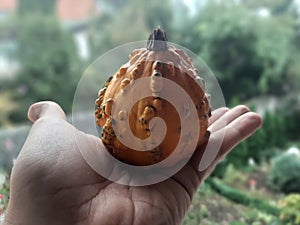 Small decoration Pumpkins. Halloween decoration Pumpkin. Halloween decorations.