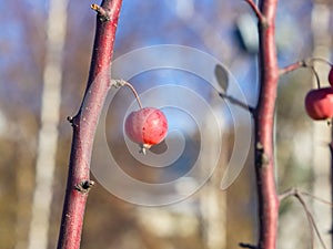 Small decorative apple frozen on branch late autumn close-up with bokeh background, selective focus, shallow DOF