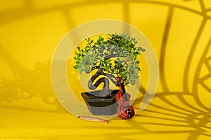 small decorative bonsai tree with cute wooden violin staying on yellow background with abstract geometric shadows. Still