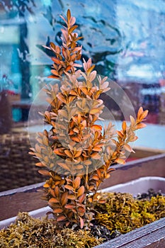small decorative bush on the open terrace of a cafe. Autumn in the city