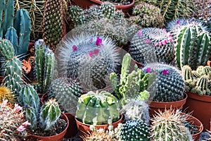 Small decorative cactus with bright flowers in cute little pots