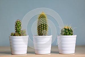 Small decorative cactus in pot
