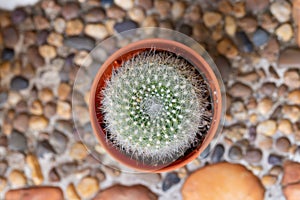 Small decorative cactus in pot