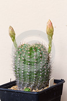 Small decorative cactus in pot