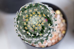 Small decorative cactus in pot