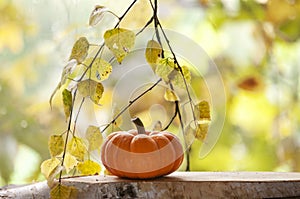 Small decorative pumpkin on an autumn background with yellow birch leaves