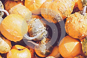 Small decorative pumpkins and gourds; autumn background