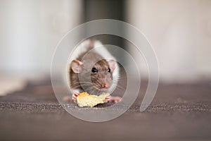 A small decorative rat Dumbo white with gray color sits on the table in the kitchen and eats a piece of bread