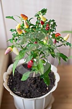 Small decorative red, green jalapeno pepper grow in white clay pot on window sill. Ripe red hot chili on branch of bush