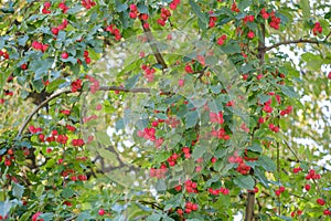 small decorative ripe red apples on an apple tree branch