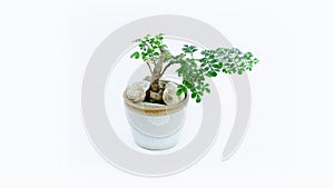 Small decorative tree,Small bonsai tree in the clay pot fukien tea plant isolated on white background