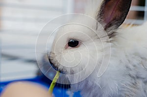 Small decorative white fluffy rabbit in a cage