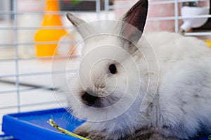 Small decorative white fluffy rabbit in a cage