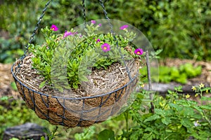 Small, Deep Pink Million Bells flowers growing in hanging basket in the garden. The Calibrachoa bell like flowers are like