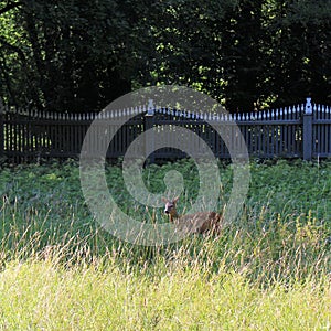 A small deer on DjurgÃ¥rden in Stockholm