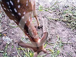a small deer eating voraciously after being fed by visitors to the cage
