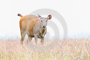 Small deer grazing green grass