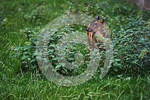 Small deer  hiding behind reen bushes