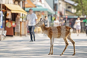 Small deer in the streets of Miyajima island, Japan