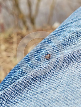 A small deer tick found on the blue jeans, pant leg of a man
