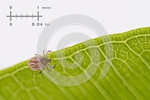 Small deer tick on green leaf and measuring scale on a white background. Ixodes ricinus