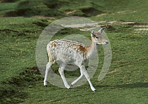 A small deer is walking across a grassy field. Concept of tranquility and peacefulness, as the deer moves gracefully through the