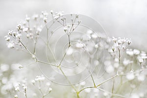 Small Defocused White Flowers