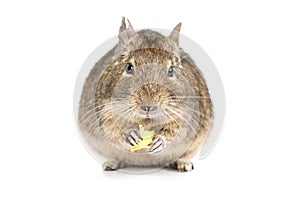 Small Degu isolated on a white