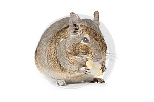 Small Degu isolated on a white background