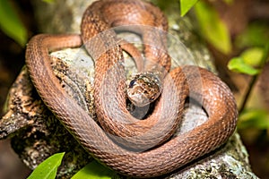 A small Dekay\'s Brownsnake (Storeria dekay).