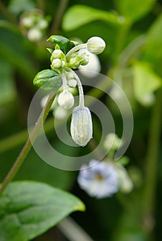 Small delicate blue flowers of Clematis vitalba