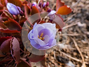 Small, delicate and charming spring-flowering asian twin leaf Jeffersonia dubia with pale violet and blue-lavender flowers in