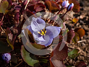 Small, delicate and charming spring-flowering asian twin leaf Jeffersonia dubia with pale violet and blue-lavender flowers in