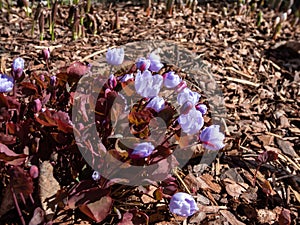 Small, delicate and charming spring-flowering asian twin leaf Jeffersonia dubia with pale violet and blue-lavender flowers in