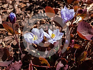 Small, delicate and charming spring-flowering asian twin leaf Jeffersonia dubia with pale violet and blue-lavender flowers in