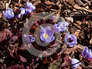 Small, delicate and charming spring-flowering asian twin leaf Jeffersonia dubia with pale violet and blue-lavender flowers in